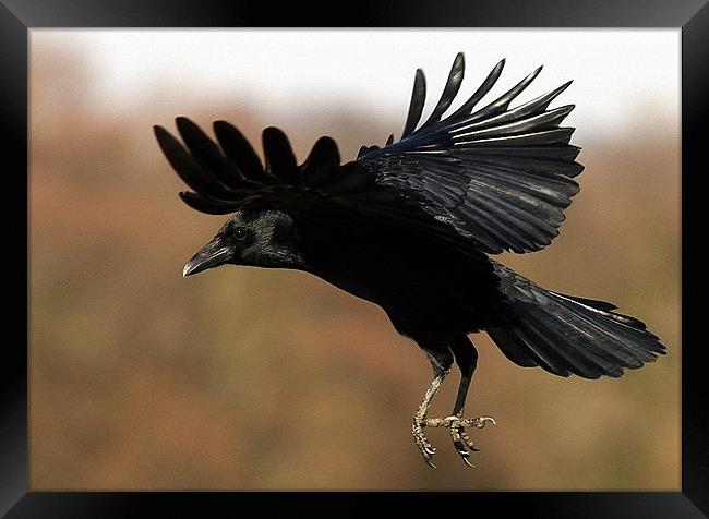 Flight Of The Carrion Crow Framed Print by Trevor White