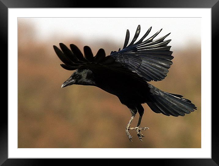 Flight Of The Carrion Crow Framed Mounted Print by Trevor White