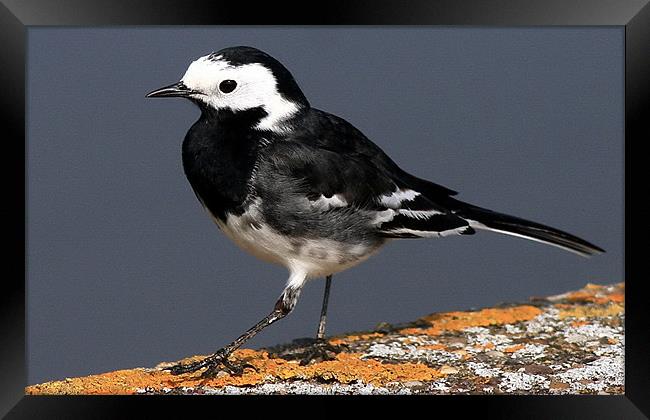 The Pied Wagtail Framed Print by Trevor White