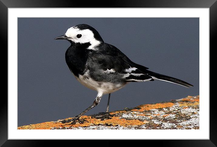 The Pied Wagtail Framed Mounted Print by Trevor White