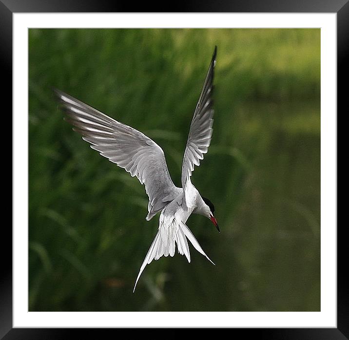 The Common Tern Framed Mounted Print by Trevor White