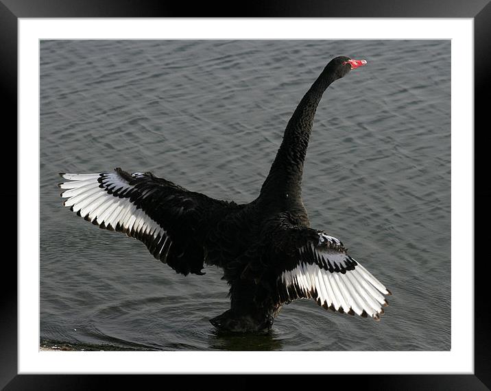 The Black Swan Framed Mounted Print by Trevor White