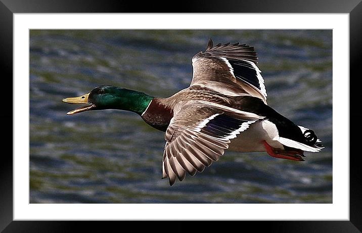 Seeing The Quack Framed Mounted Print by Trevor White