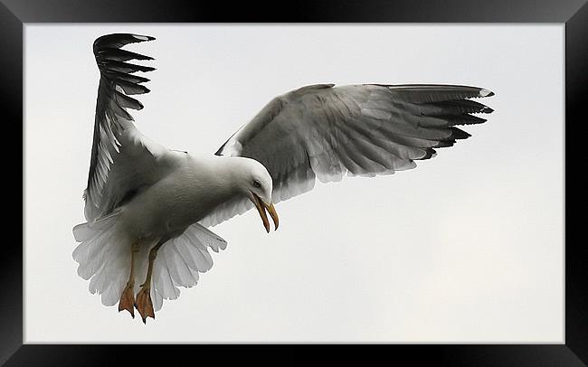 The Wings Of A Gull Framed Print by Trevor White