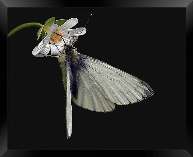 The Green Veined White Framed Print by Trevor White