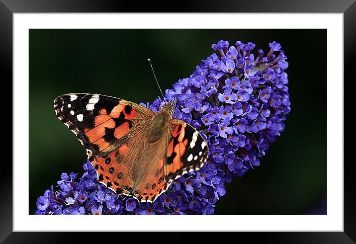 The Painted Lady Framed Mounted Print by Trevor White