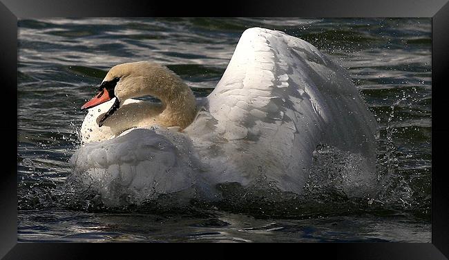 The Mute Swan Framed Print by Trevor White