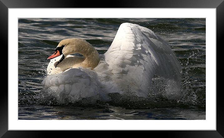 The Mute Swan Framed Mounted Print by Trevor White