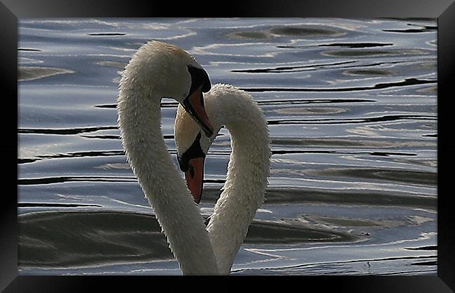 Swan Lovehearts Framed Print by Trevor White
