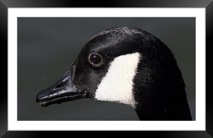 The Canada Goose Framed Mounted Print by Trevor White