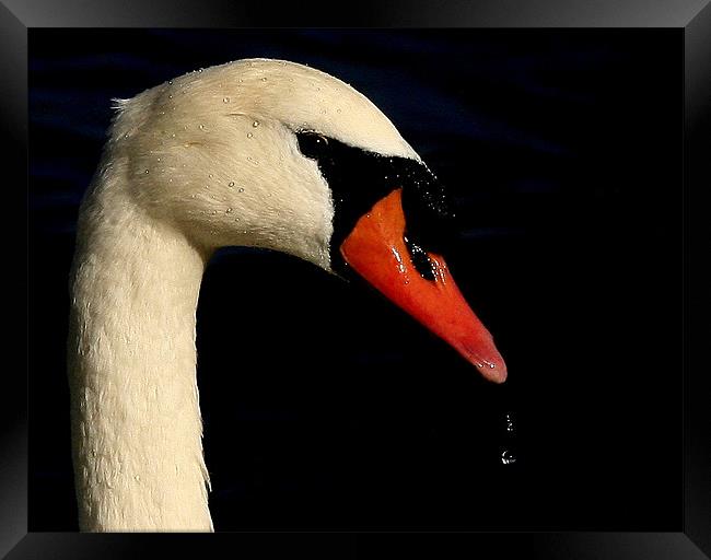 Portrait Of The Mute Swan Framed Print by Trevor White