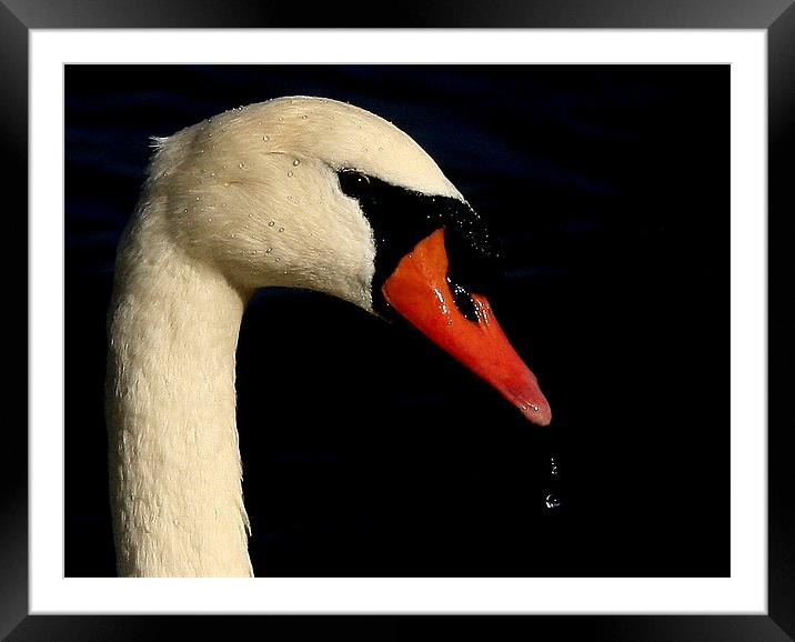 Portrait Of The Mute Swan Framed Mounted Print by Trevor White