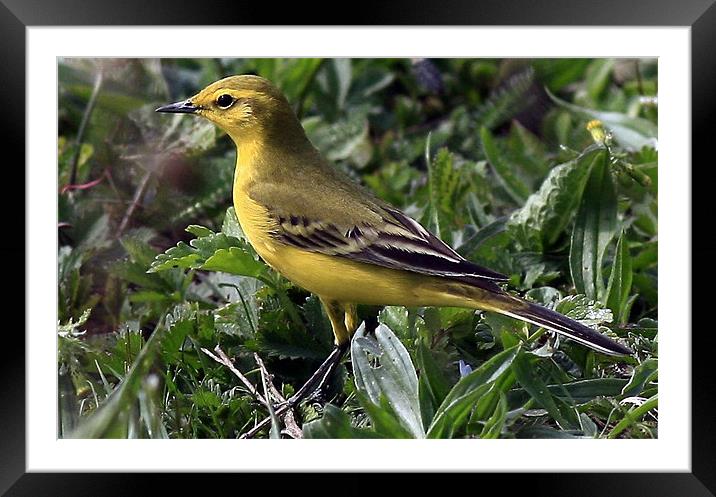 The Yellow Wagtail Framed Mounted Print by Trevor White