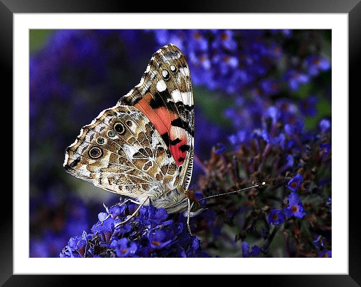 The Painted Lady Framed Mounted Print by Trevor White