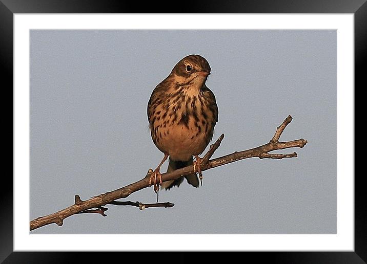 The Meadow Pipit Framed Mounted Print by Trevor White