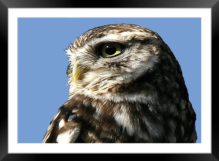 Portrait Of The Little Owl Framed Mounted Print by Trevor White