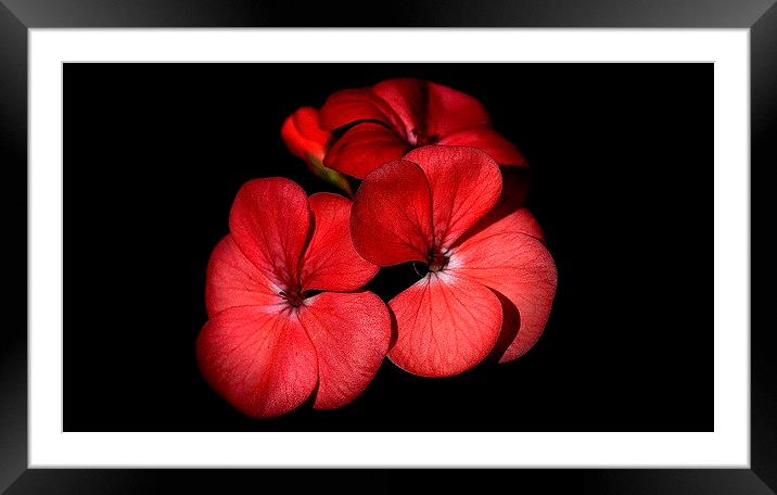  Dark Pink Framed Mounted Print by Trevor White