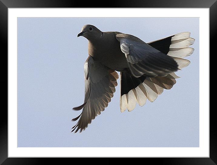 Dove Tail Framed Mounted Print by Trevor White