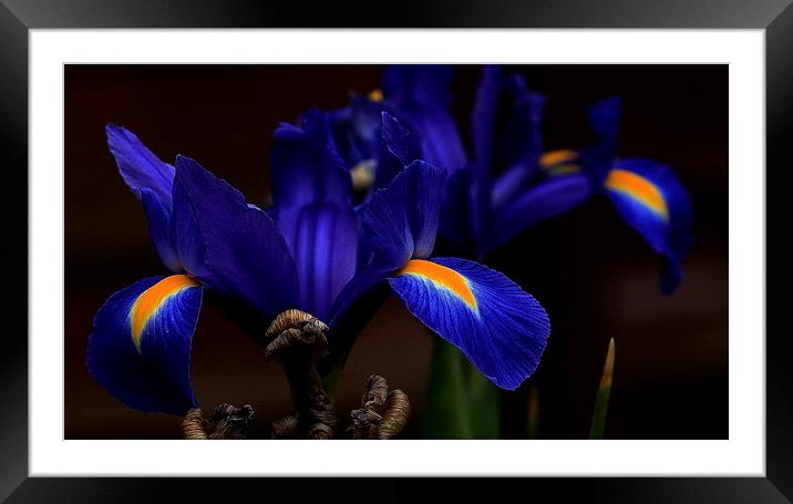 Blue Iris Framed Mounted Print by Trevor White
