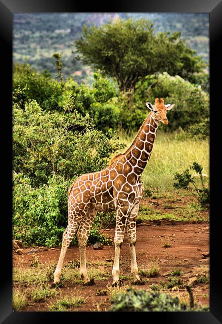 Baby Giraffe Framed Print by John Russell