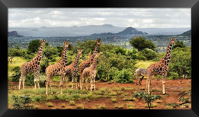 The Giraffe Stare Framed Print by John Russell