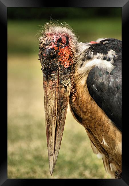Marabou Stork Framed Print by John Russell