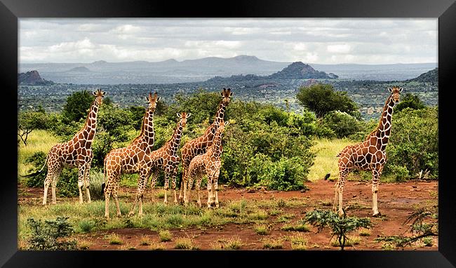 Giraffe Landscape Framed Print by John Russell