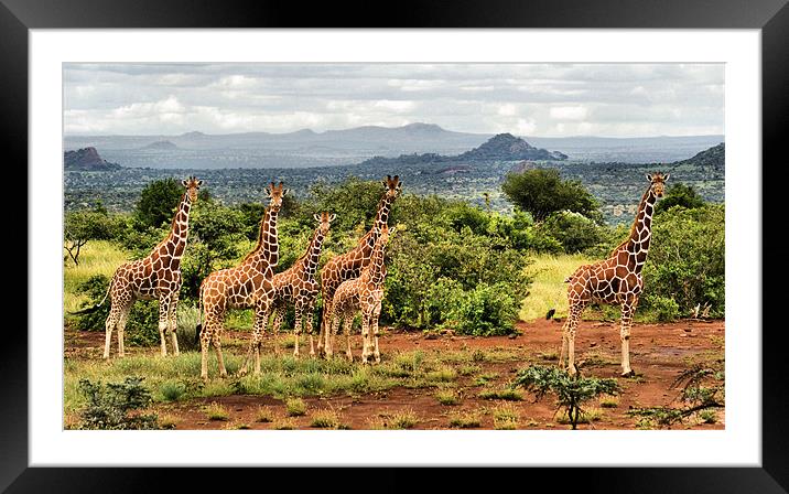 Giraffe Landscape Framed Mounted Print by John Russell