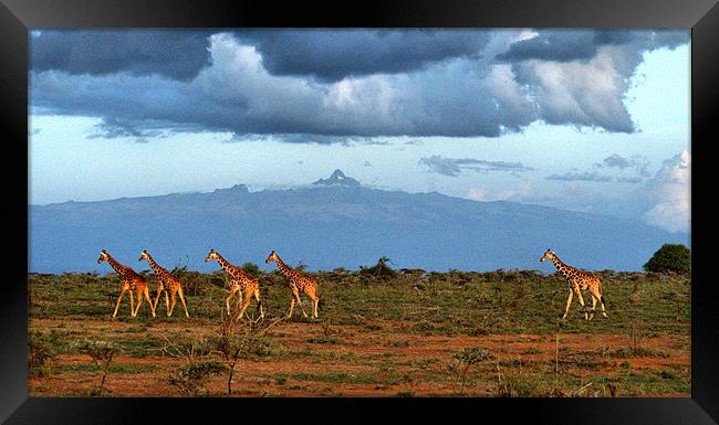 Mt Kenya Framed Print by John Russell