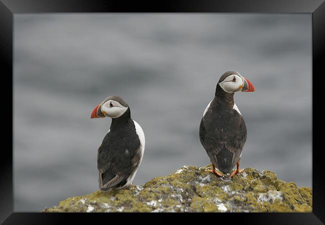 Puffins On May Island Framed Print by Andrew Beveridge
