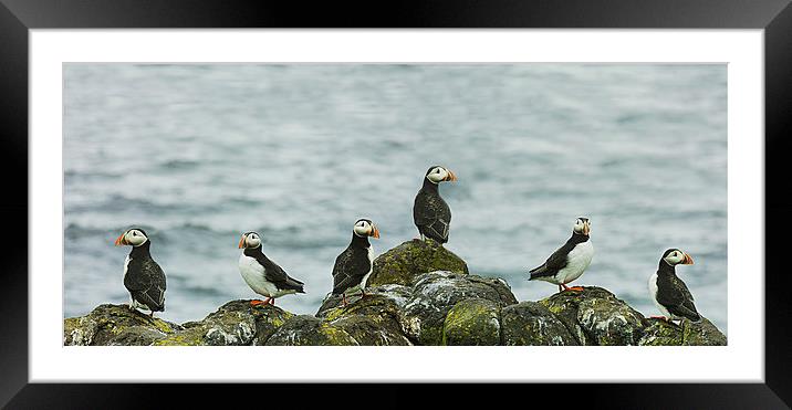  Puffins on the rocks Framed Mounted Print by Andrew Beveridge