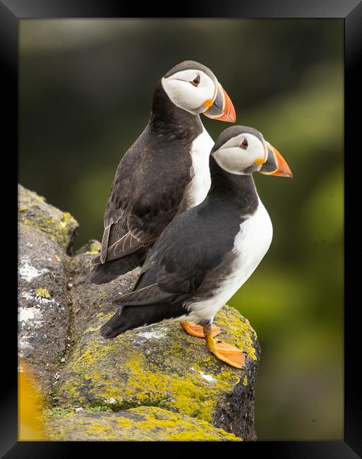 Pair of Puffins Framed Print by Andrew Beveridge