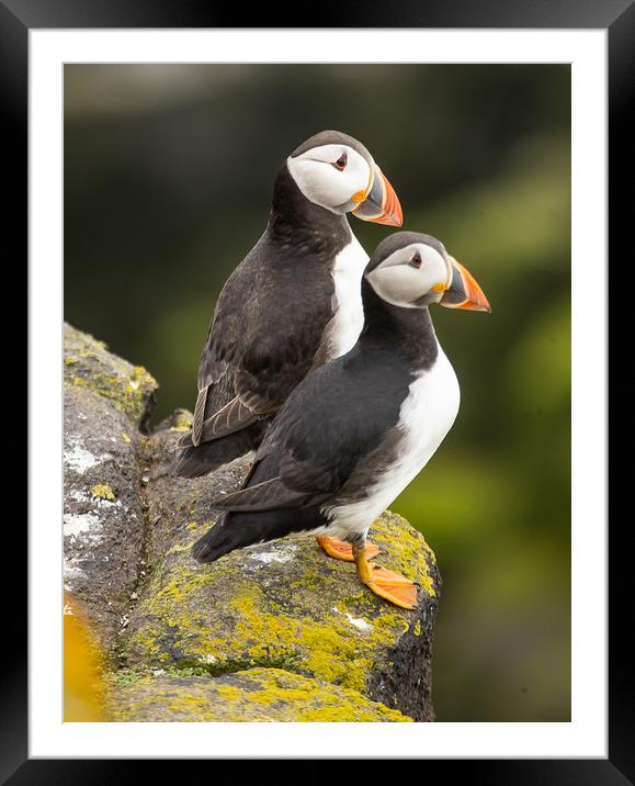 Pair of Puffins Framed Mounted Print by Andrew Beveridge