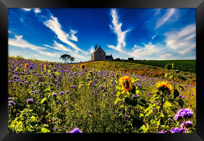 Sunflowers and Flax,Boarhills Church Framed Print by Andrew Beveridge