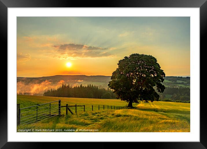 Lone Tree Sunset Framed Mounted Print by Mark Pritchard