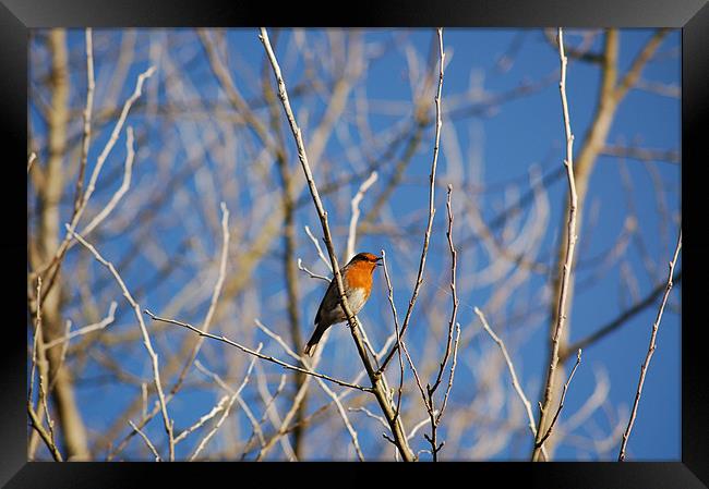 Bird In Trees Framed Print by Luke Smith