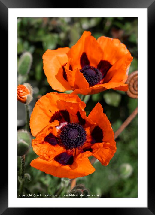 Double Poppies  Framed Mounted Print by Rob Hawkins