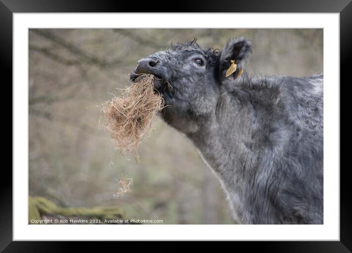 The Munching Cow Framed Mounted Print by Rob Hawkins