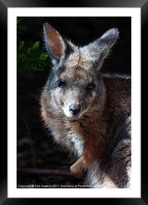 Portrait of a wallaby Framed Mounted Print by Rob Hawkins