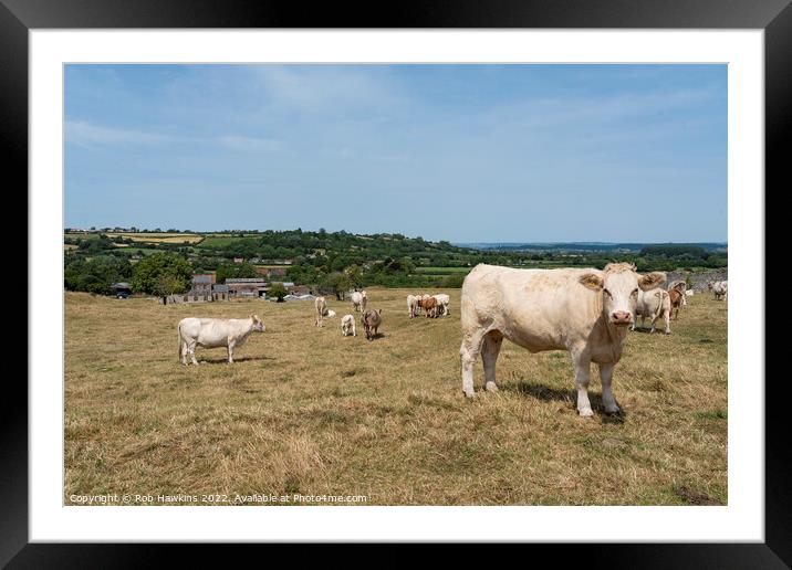 Cows at Low Ham Framed Mounted Print by Rob Hawkins