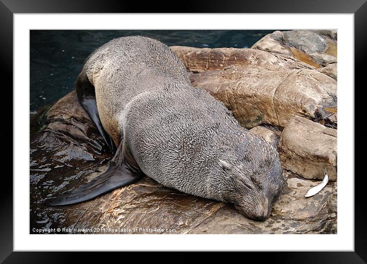 Sleepy Seal Framed Mounted Print by Rob Hawkins