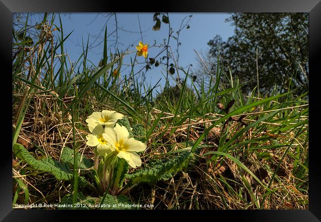 Primrose in the wild Framed Print by Rob Hawkins