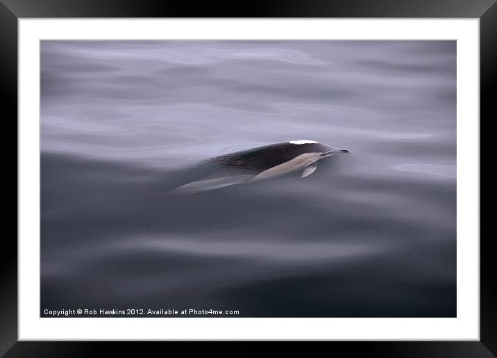 Racing on Porpoise Framed Mounted Print by Rob Hawkins