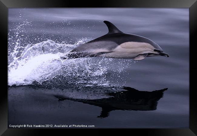 Flying Porpoise Framed Print by Rob Hawkins