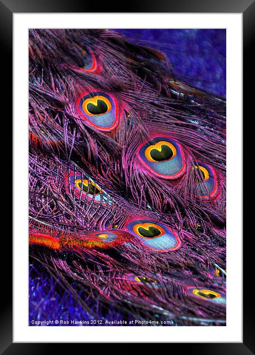 Purple peacock feathers Framed Mounted Print by Rob Hawkins