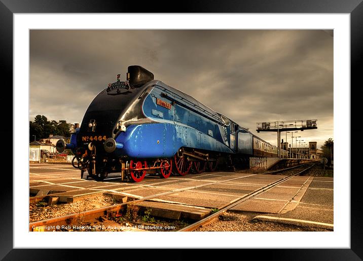 Bittern at Exeter St Davids Framed Mounted Print by Rob Hawkins