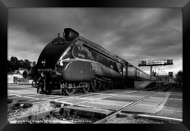 Bittern at Exeter Framed Print by Rob Hawkins