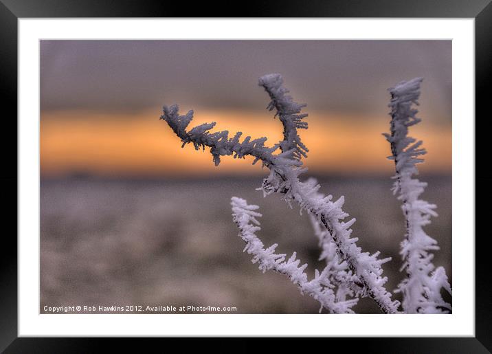 Frosty the Twig Framed Mounted Print by Rob Hawkins