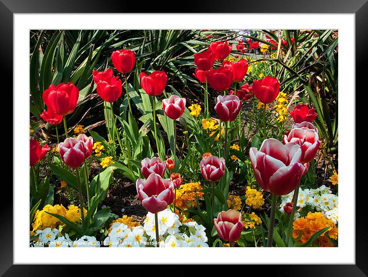 Yorkshire Tulips Framed Mounted Print by Rob Hawkins