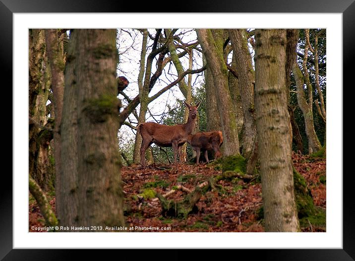 Red Deer in the Woods Framed Mounted Print by Rob Hawkins